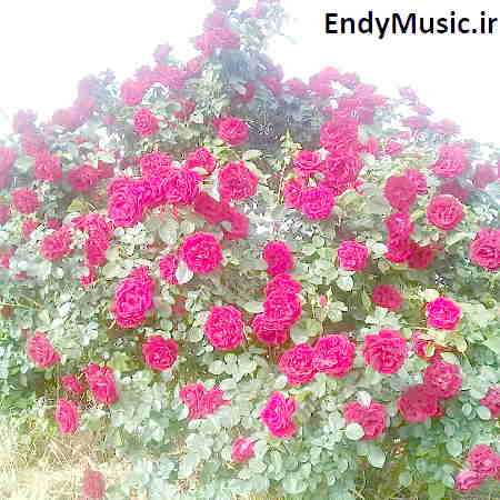 دانلود آهنگ بالاتر از سیاهی بخت منه نوید کریمی