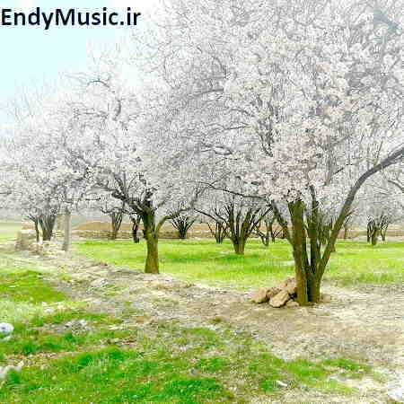 دانلود آهنگ وای دیگه رد داده مغزم سعید پانتر