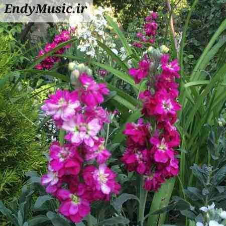 دانلود آهنگ مازندرانی تو تازه عروس من علی میررضایی