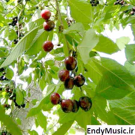 دانلود آهنگ میخوام دنبالت بگردم اردلان طعمه