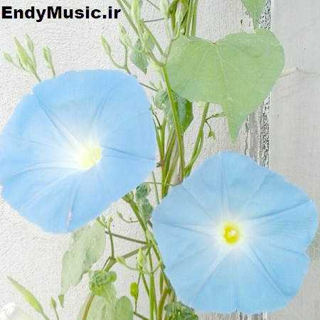 دانلود آهنگ یه شو خدا رفیقمه یه شو رفیق ساقیم اردشیر مارینی