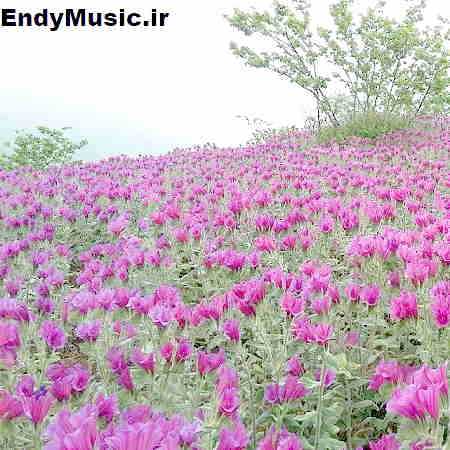 دانلود آهنگ دردت به جونم دلم تنگ شده واست با صدای زن