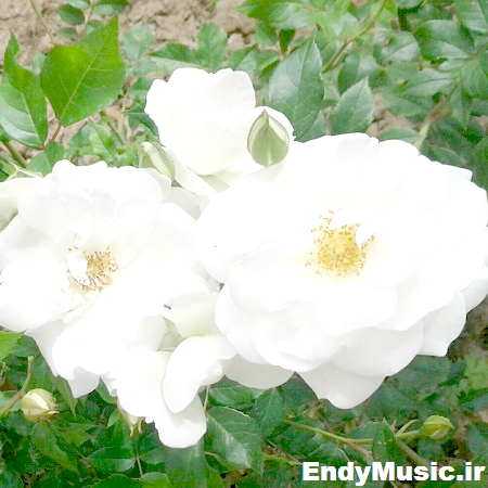 دانلود آهنگ هیکلت چه خوشگله فرشید حکمتی