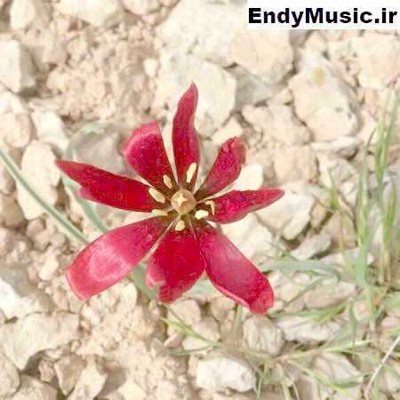دانلود آهنگ دلم روزای اولتو میخواد فیزر