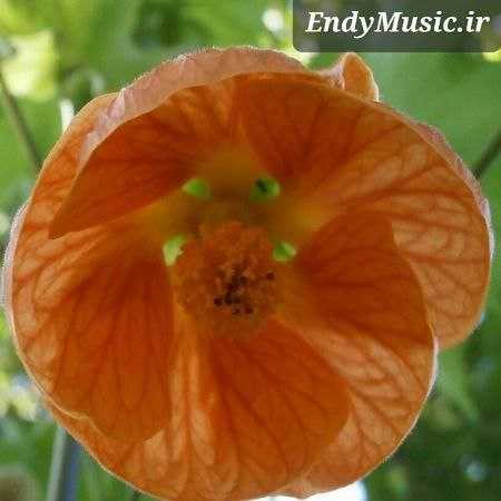 دانلود آهنگ ارمنی حمید حمیدی