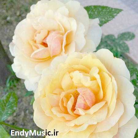 دانلود آهنگ با یه شراو چند ساله حالم یکم آرامه حمیدرضا بابایی