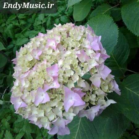 دانلود آهنگ من به این چرخ و فلک دیگه حساب پس نمیدم هایده هوش مصنوعی