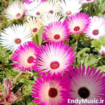 دانلود ریمیکس شوتی عربی های گپ گپ گپ