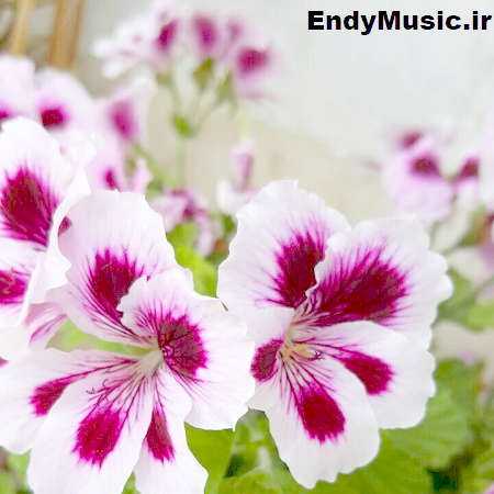 دانلود آهنگ دل بال بال ایزنه سی یار جونی آ سی جوونی چه خشه سی یار بخونی هومن پناهی