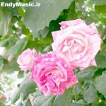 دانلود آهنگ امشب الهی که بمیرم واسه حالم بدجور دلم میسوزه واسه حالی که دارم کامران مولایی