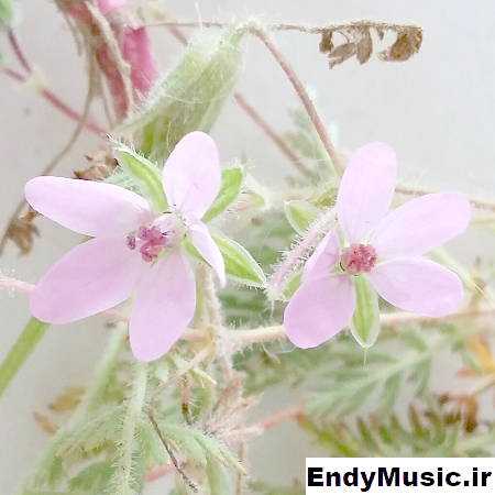 دانلود آهنگ ندونم سی چه چینو دلم وابام دی ساز نیاره با صدای زن