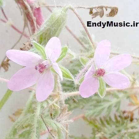 دانلود آهنگ ای گل پونه یکی یه دونه مهستی هوش مصنوعی