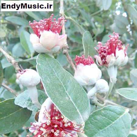 دانلود آهنگ قلب بیمارش جانان نمیخواهد مهستی و معین هوش مصنوعی