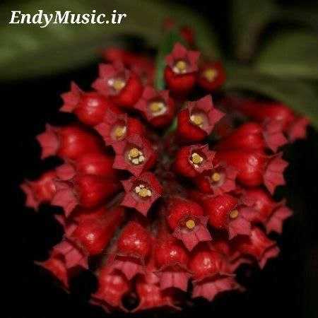 دانلود آهنگ چتر مهدی صحاری