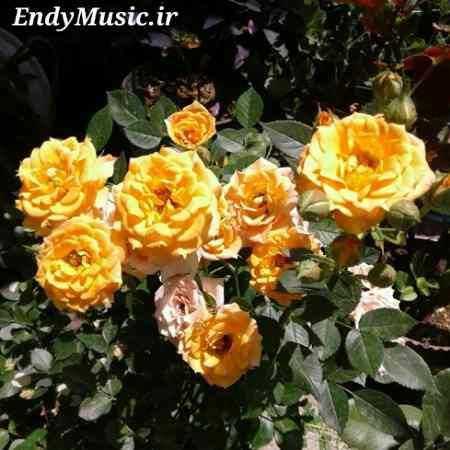 دانلود آهنگ ای وای ای وای از عشق تو پریزاد معین هوش مصنوعی