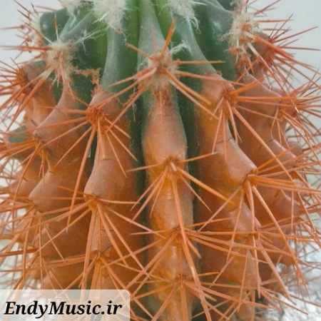 دانلود آهنگ Nunca Muda ورژن اسلو NXGHT Scythermane