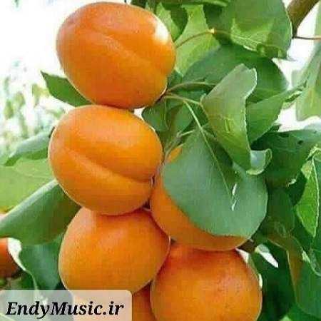 دانلود آهنگ گلم دردانه دانه دانه امید مهدی زاده