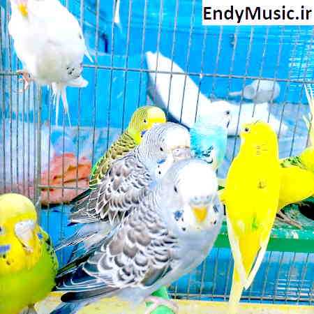 دانلود آهنگ گلم دردانه دانه دانه ورژن جدید امید مهدی زاده