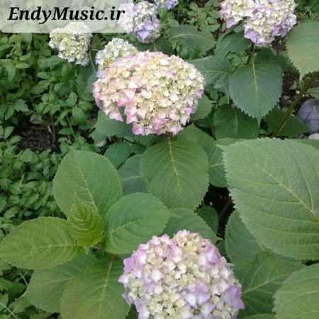 دانلود ریمیکس خدا هم علاج منه غمگین نمکه پوریا دالوند
