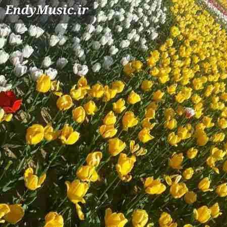 دانلود آهنگ قلب مشکی رامین تجنگی