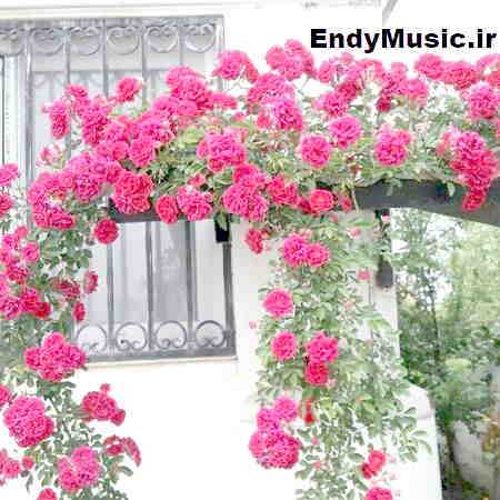 دانلود ریمیکس اینستا دلم تنگه دلم تنگه بی تو دلم اراد غمه روح الله کرمی و شایع و دانیال و محراب و مسلک و علی سورنا و رضا پیشرو و بهرام
