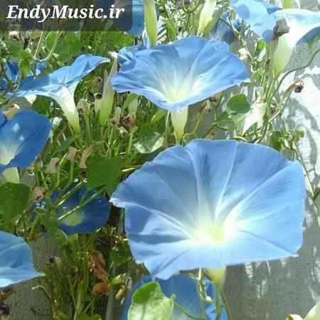 دانلود آهنگ عربی سیدی واقف انا با صدای بچه