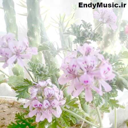 دانلود آهنگ دیدنش حال مرا یک جور دیگر میکند علی علیزاده