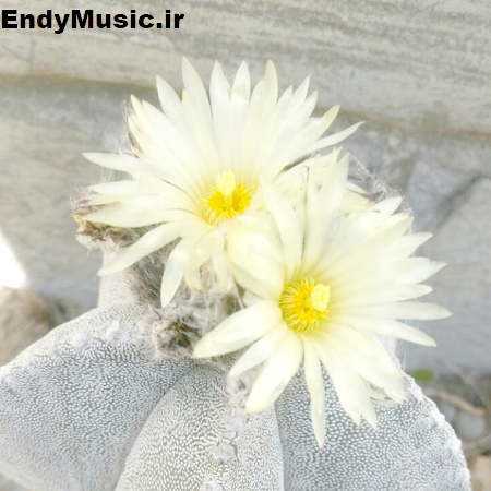 دانلود آهنگ ﺑﺮو واﺑﺴﺘﻪ ﻧﺸﻮ هایده هوش مصنوعی دانلود آهنگ ﺑﺮو واﺑﺴﺘﻪ ﻧﺸﻮ هایده هوش مصنوعی