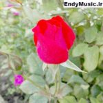 دانلود آهنگ گل گلخونه ی من حمیرا هوش مصنوعی
