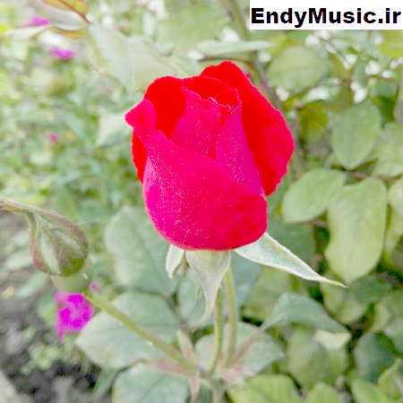 دانلود آهنگ گل گلخونه ی من حمیرا هوش مصنوعی