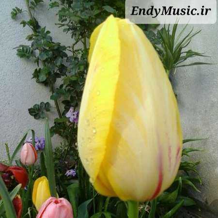 دانلود آهنگ خیلی قشنگی تو با اون چشای رنگیتو لیلا فروهر هوش مصنوعی