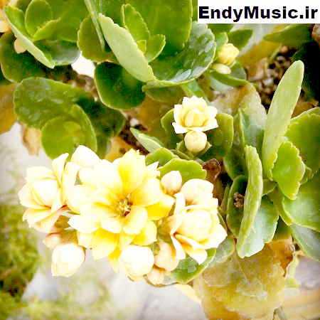 دانلود آهنگ من و گنجشک های خونه