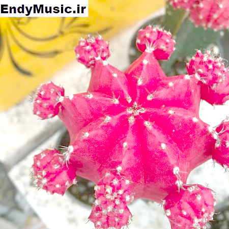 دانلود آهنگ برگرد صنما عاشق شدمو معین هوش مصنوعی