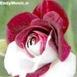 دانلود آهنگ وای خاک عالم دیدی رادین بند