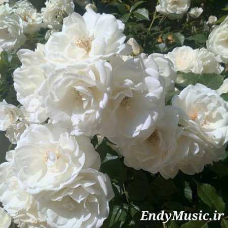 دانلود آهنگ تا پاشم از خواب سر ظهره صائب صادقی