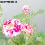 دانلود آهنگ تماشا شادمهر عقیلی