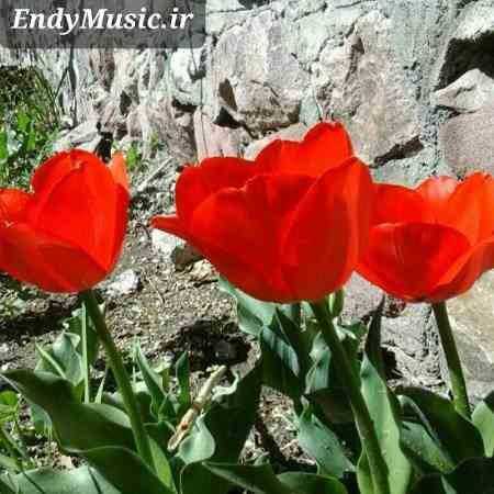 دانلود آهنگ گلای شمعدونی بچینم مهستی هوش مصنوعی
