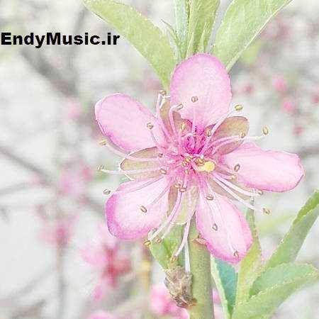 دانلود آهنگ به سنگ غم مشکن دگر چو شیشه ی مینا دلم