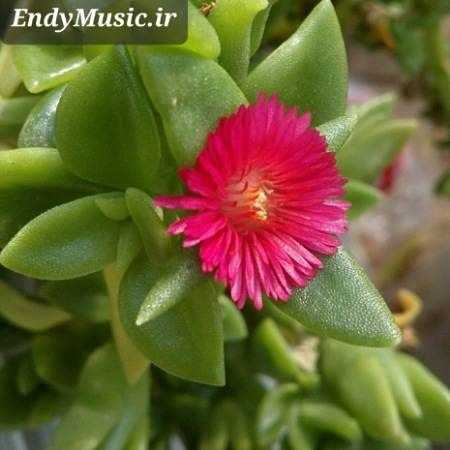 دانلود آهنگ همه تشنه لبیم ساقی کجایی