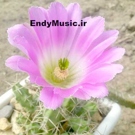 دانلود آهنگ باز ای الهه ی ناز اجرای گروهی با گیتار دانلود آهنگ باز ای الهه ی ناز اجرای گروهی با گیتار