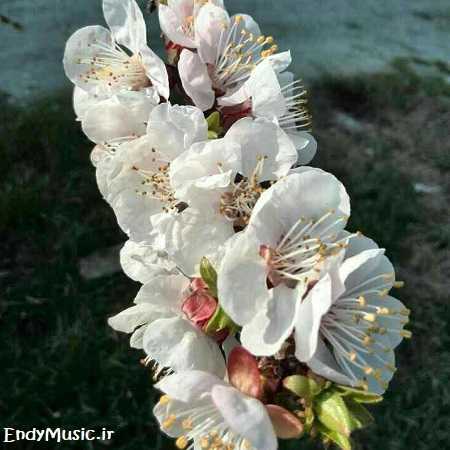 دانلود آهنگ سبزه به ناز می آید مهرزاد نوازنده