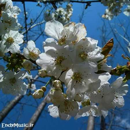 دانلود آهنگ ﺳﺒﺰه ﺑﻪ ﻧﺎز ﻣﻰ آﻳﺪ ﻣﺤﺮم راز ﻣﻰ آﻳﺪ دانلود آهنگ ﺳﺒﺰه ﺑﻪ ﻧﺎز ﻣﻰ آﻳﺪ ﻣﺤﺮم راز ﻣﻰ آﻳﺪ