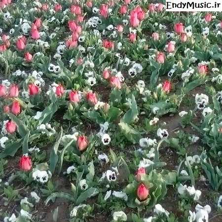 دانلود آهنگ ﻳﻪ زﻣﻮن ﻛﺎر ﻣﻦ اﻳﻦ ﺑﻮد ﻣﺜﻞ دﻳﻮوﻧﻪ ﻫﺎ سعید نیکبخت
