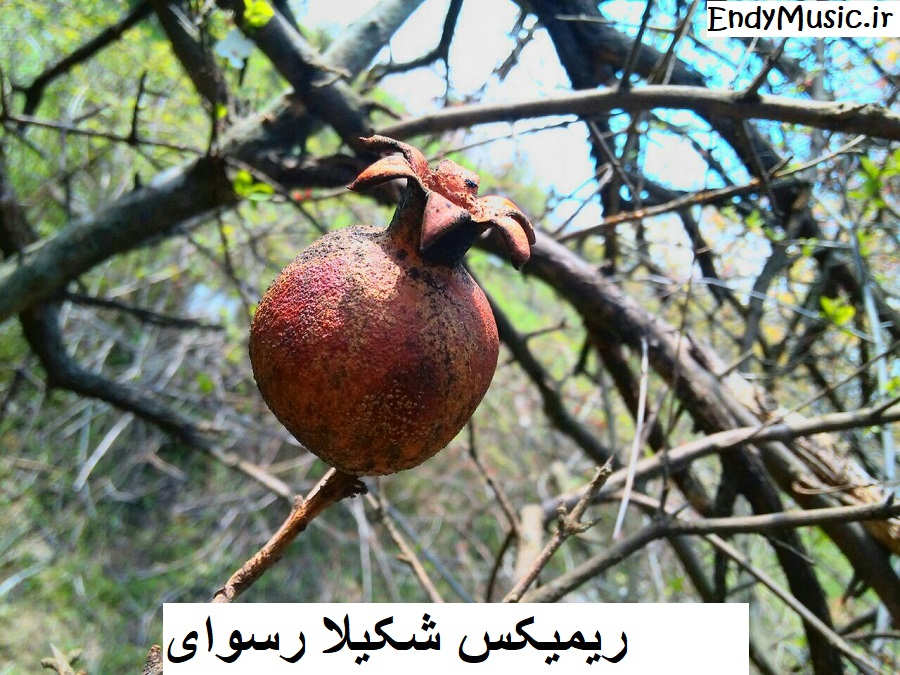 دانلود ریمیکس رسوای زمانه منم دیوانه منم شکیلا دانلود ریمیکس رسوای زمانه منم دیوانه منم شکیلا