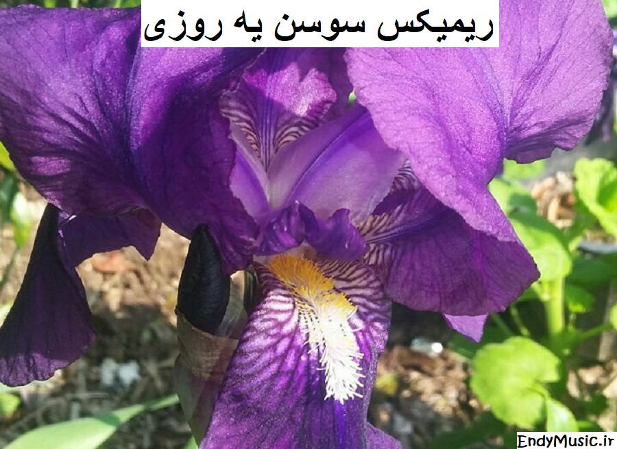 دانلود ریمیکس ﻳﻪ زﻣﻮن ﻛﺎر ﻣﻦ اﻳﻦ ﺑﻮد ﻣﺜﻞ دﻳﻮوﻧﻪ ﻫﺎ سوسن دانلود ریمیکس ﻳﻪ زﻣﻮن ﻛﺎر ﻣﻦ اﻳﻦ ﺑﻮد ﻣﺜﻞ دﻳﻮوﻧﻪ ﻫﺎ سوسن
