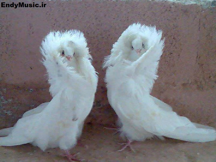 دانلود آهنگ کفتر کاکل به سر وای وای هوش مصنوعی معین و آغاسی
