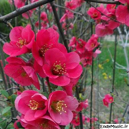 دانلود آهنگ اگر گناهی بیا بگردمت