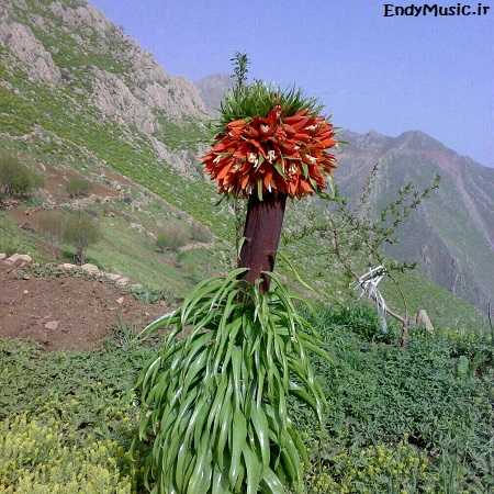 دانلود آهنگ ﻋﺰﻳﺰم ﺑﭙﺮ ﺑﺎﻟﺎ ﺑﻴﺎ ﭘﺸﺘﻢ ﺳﻮار ﺷﻮ ﺟﻮن دانلود آهنگ ﻋﺰﻳﺰم ﺑﭙﺮ ﺑﺎﻟﺎ ﺑﻴﺎ ﭘﺸﺘﻢ ﺳﻮار ﺷﻮ ﺟﻮن
