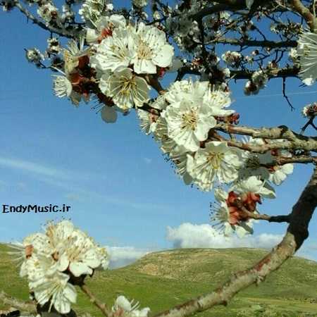دانلود آهنگ برای دیدن تو دست میگیرم فانوس ماه دانلود آهنگ برای دیدن تو دست میگیرم فانوس ماه