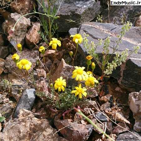 دانلود آهنگ یه نرمیش ترکی مو قرض ایکنم با صدای پسر اینستایی دانلود آهنگ یه نرمیش ترکی مو قرض ایکنم با صدای پسر اینستایی